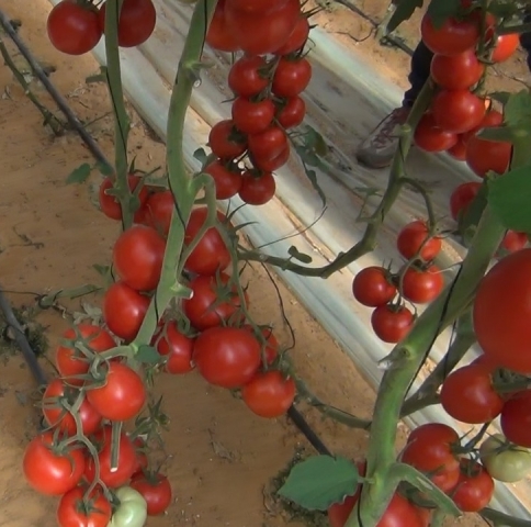 Indeterminate Round tomato 850-346 p2